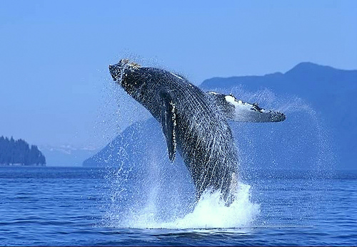 ballena-gris-baja-california