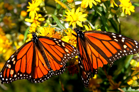 mariposa - monarca