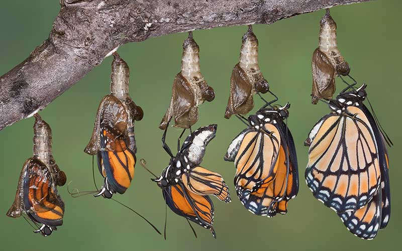 mariposas-monarca-michoacan