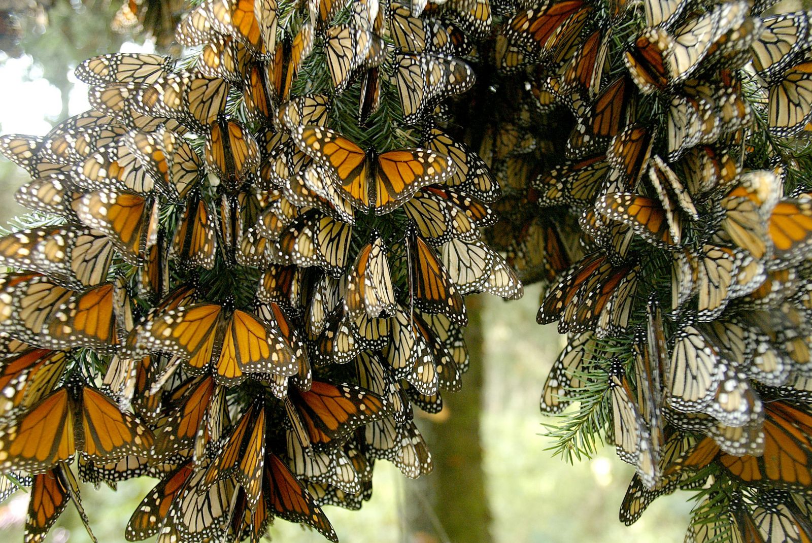 michoacan-santuario-mariposas